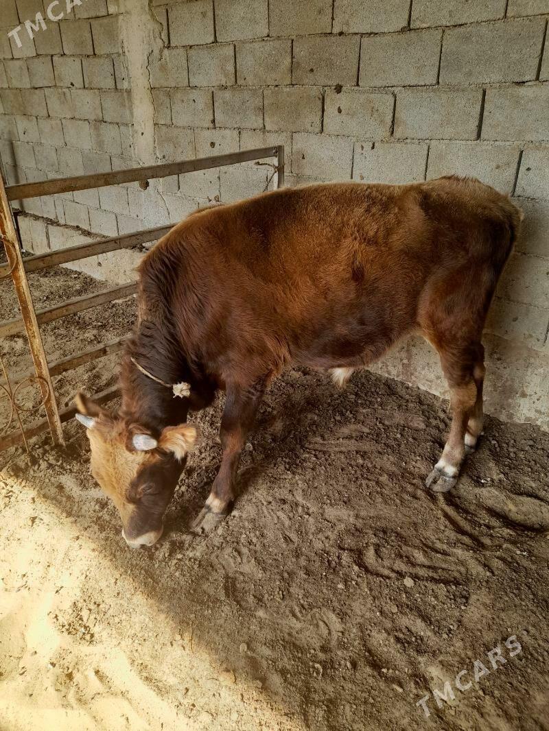 ökuz - Änew - img 3