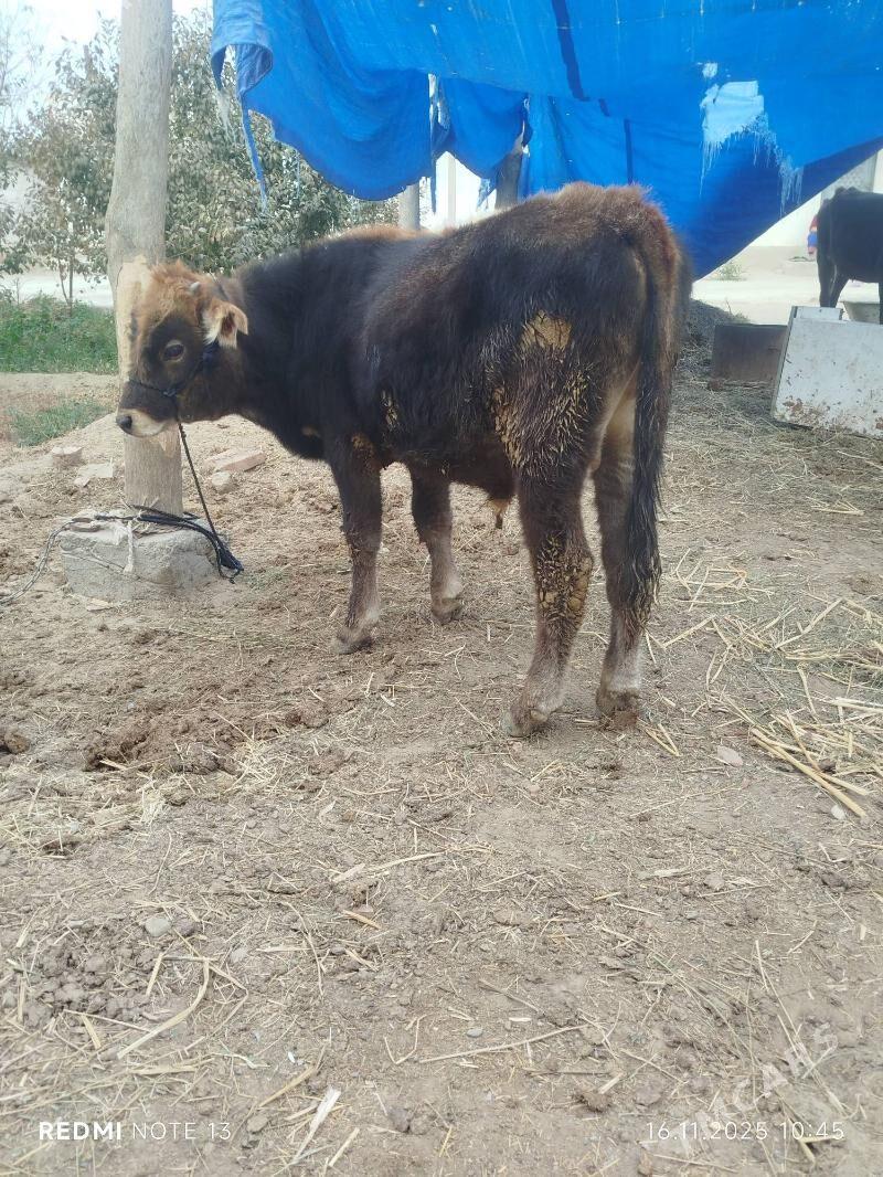 OKUZ - Bäherden - img 3