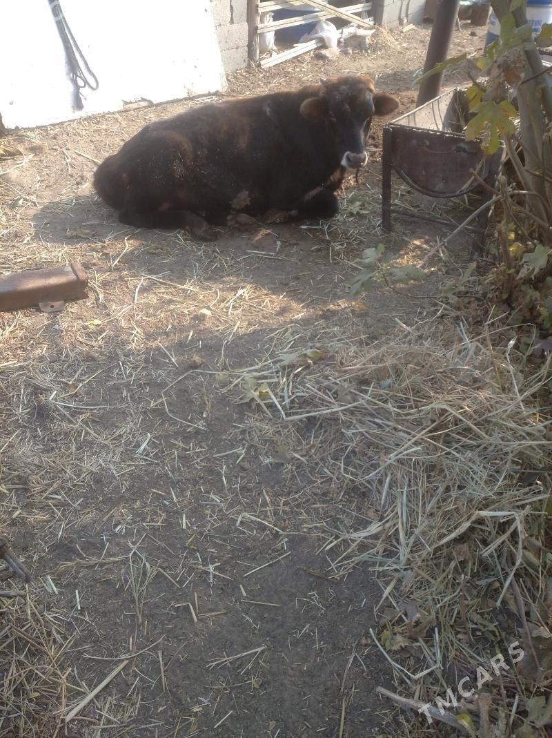 okuz - Gökdepe - img 1