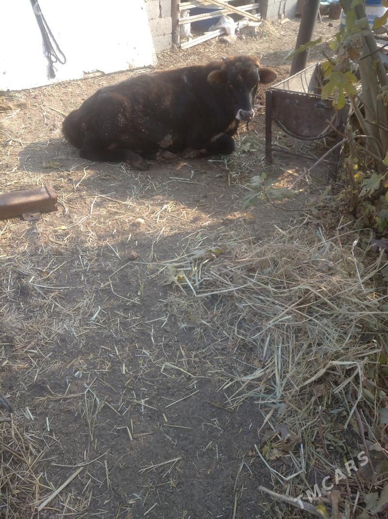 okuz - Gökdepe - img 2