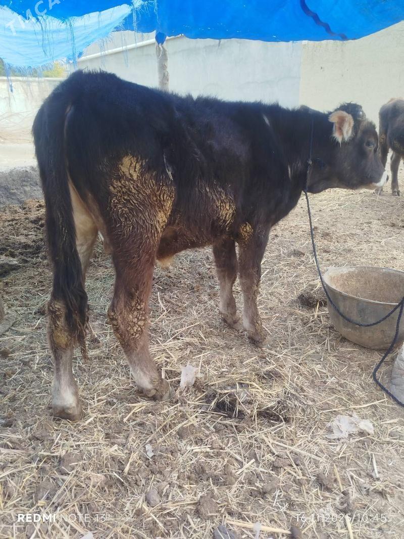 OKUZ - Bäherden - img 2