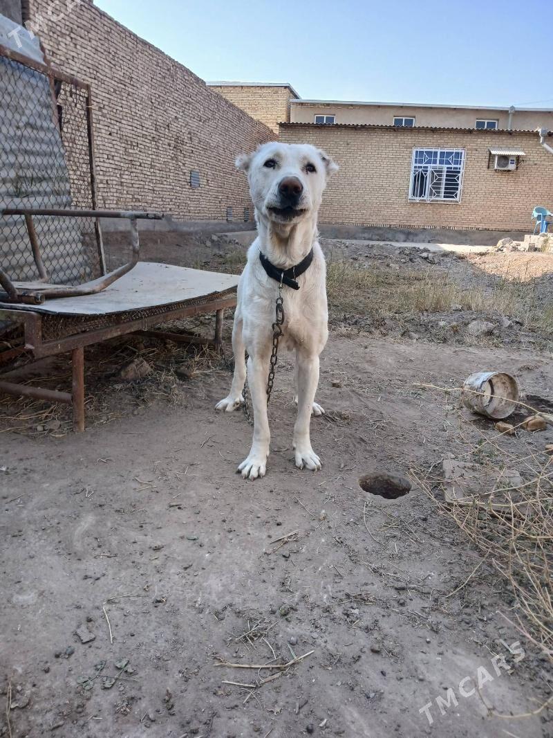 Ak Gush - Туркменабат - img 2