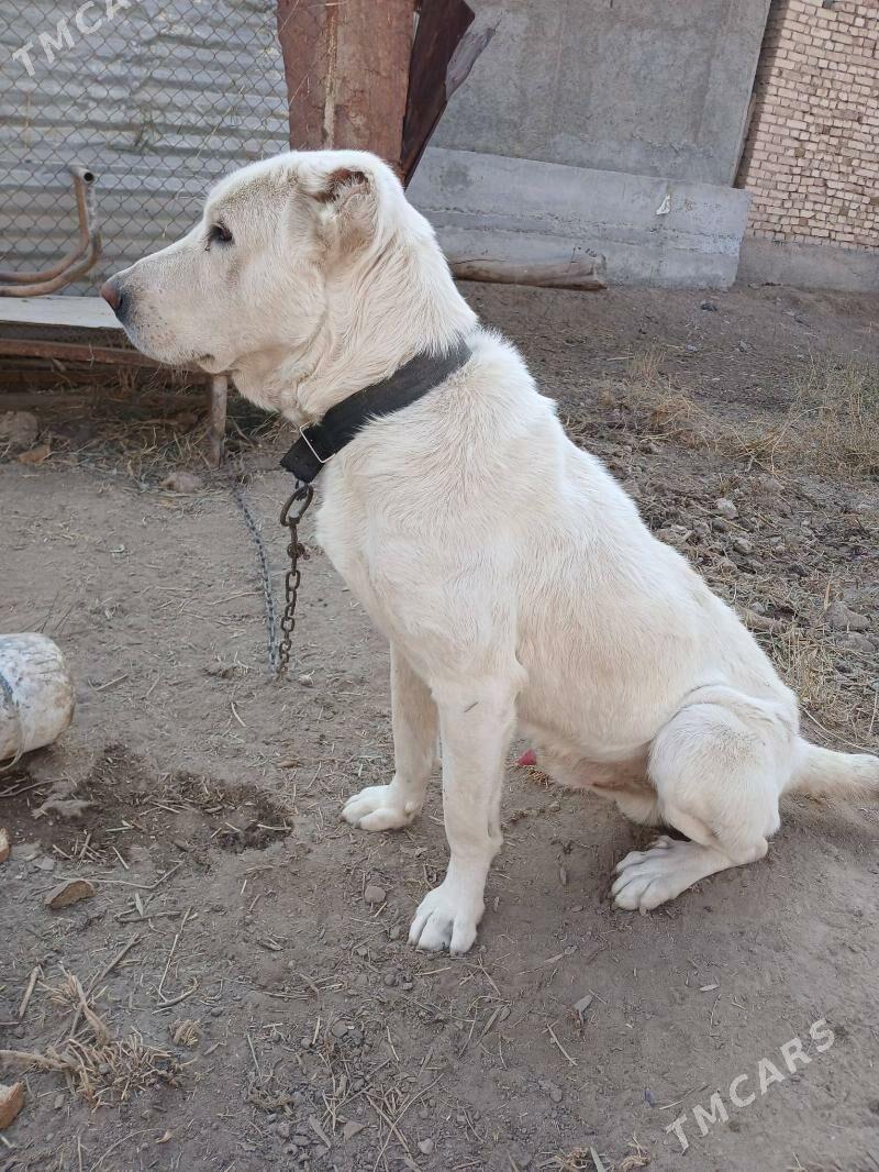 Ak Gush - Туркменабат - img 5