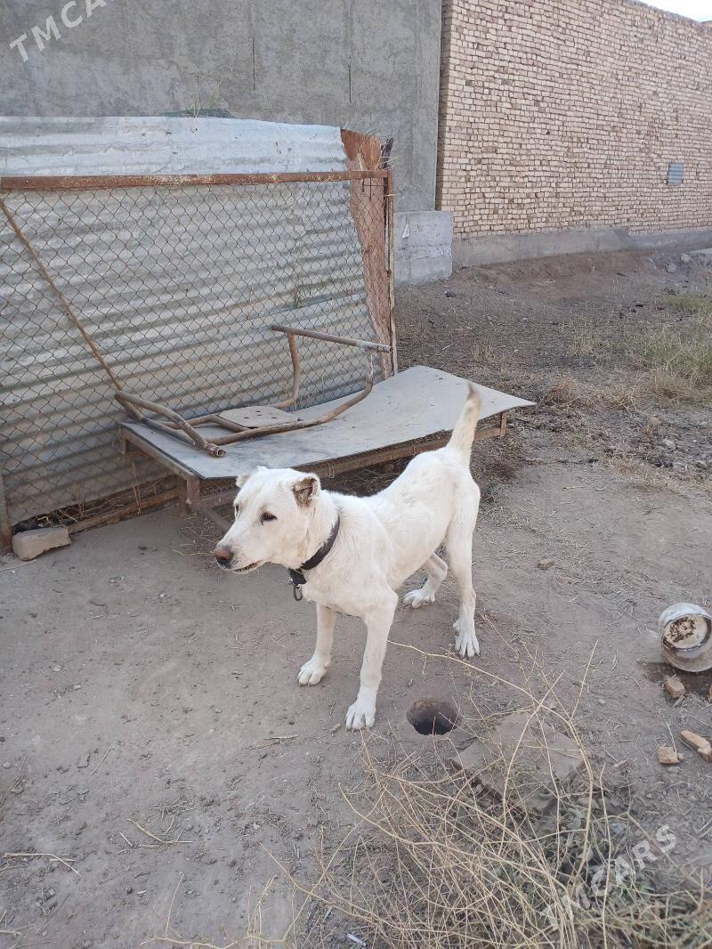 Ak Gush - Туркменабат - img 3