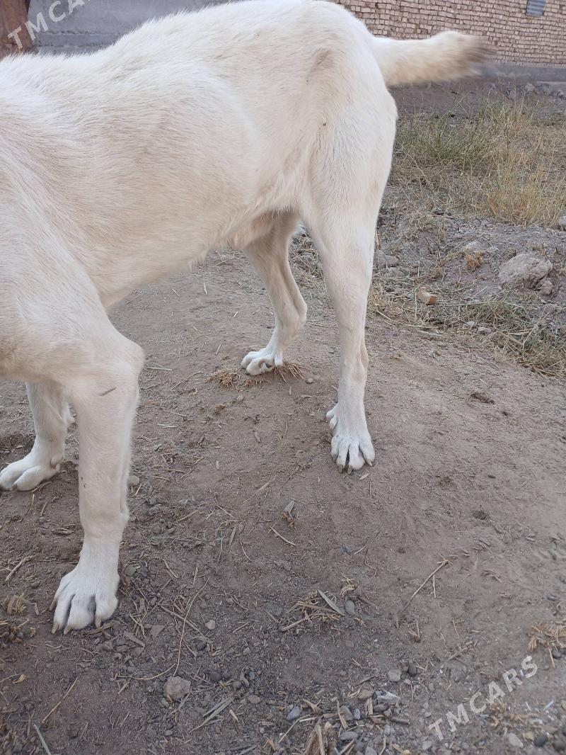 Ak Gush - Туркменабат - img 4