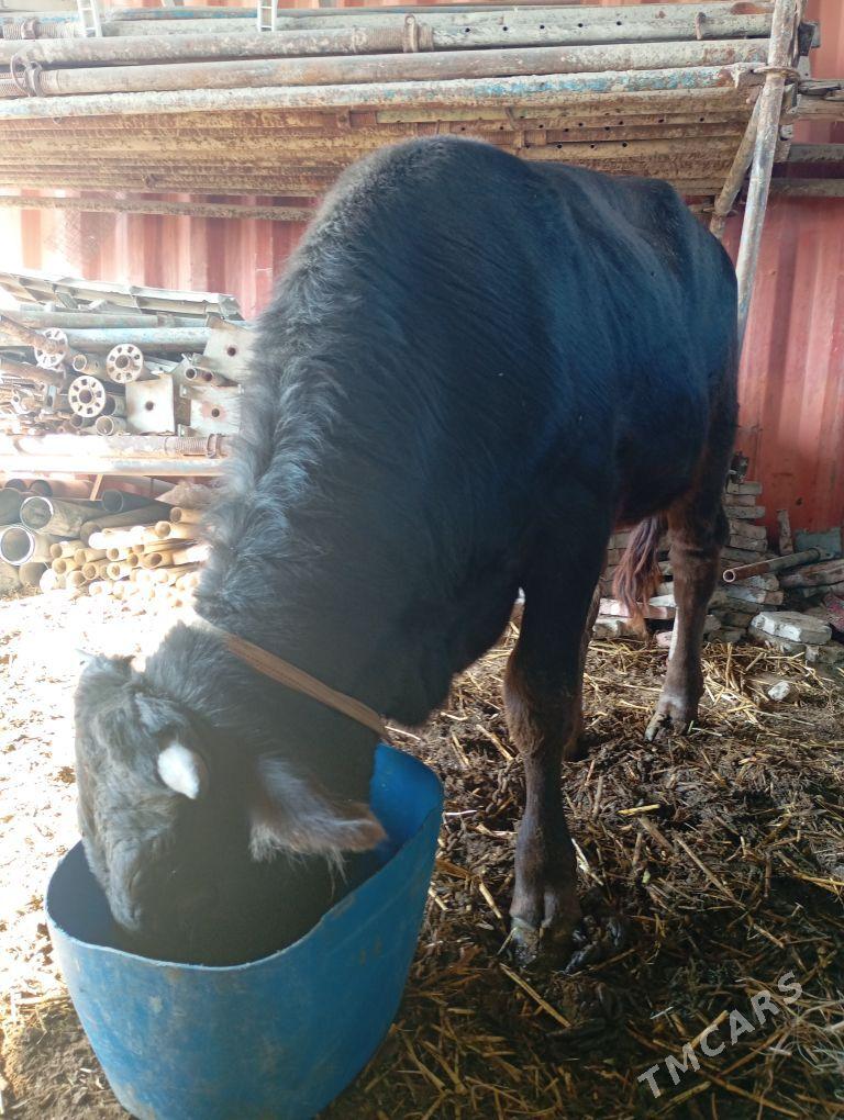 okuz - Änew - img 3