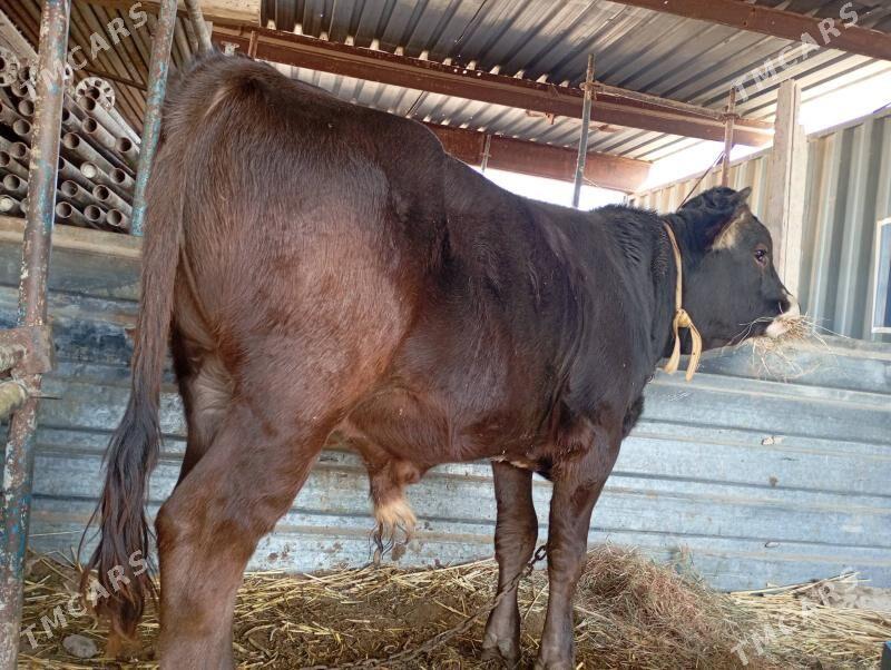 okuz - Änew - img 2