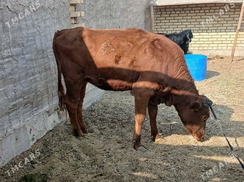 TUWE yeri MÄNE - Tejen - img 2