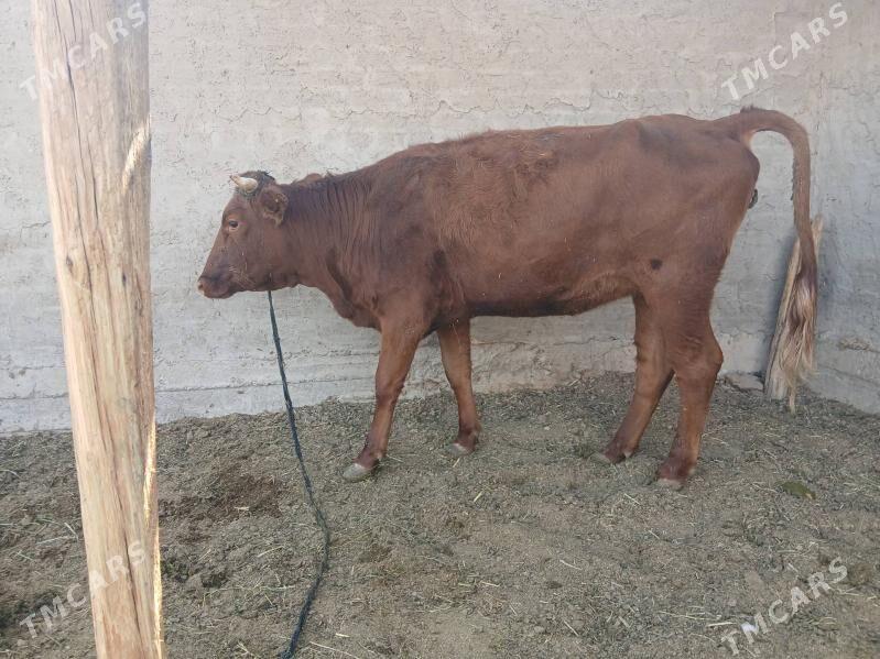 TUWE yeri MÄNE - Tejen - img 3