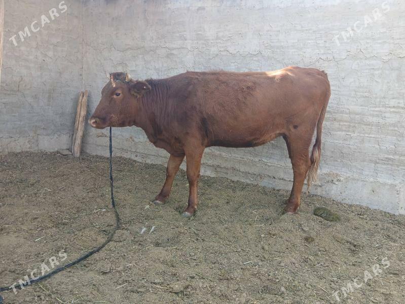 TUWE yeri MÄNE - Tejen - img 4