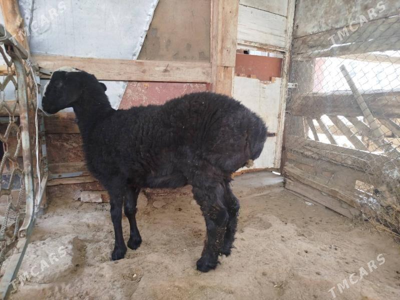 tokly - Анев - img 4