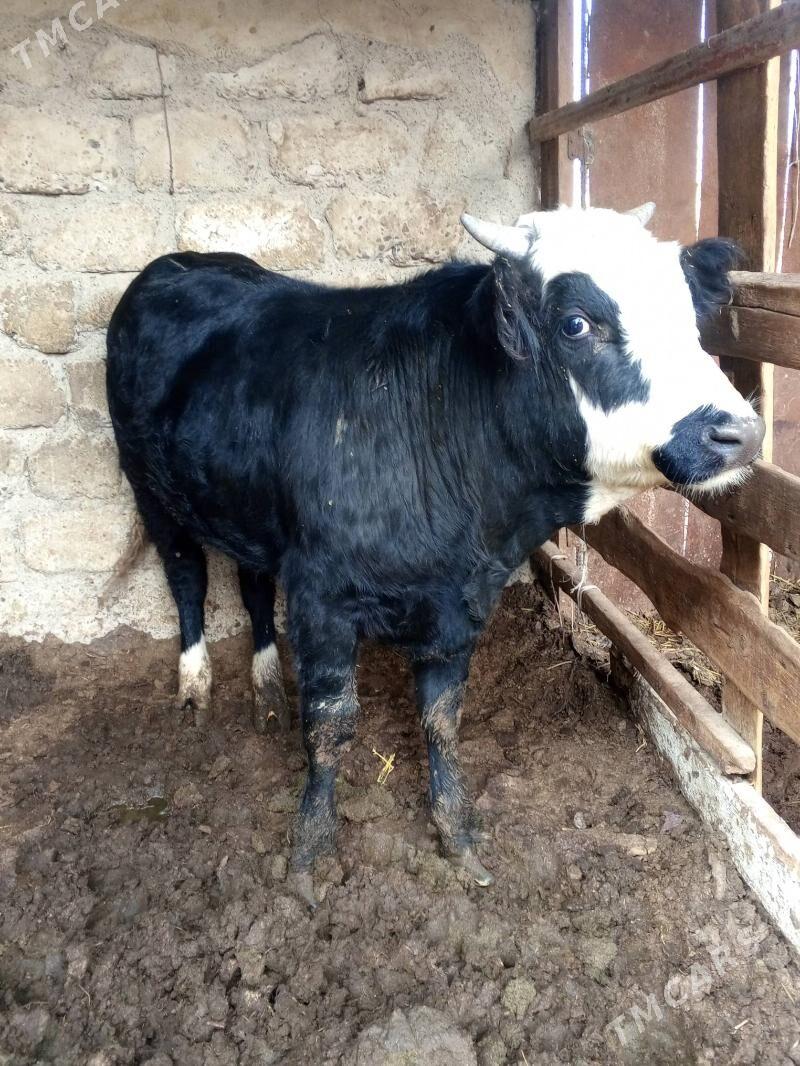 Okuz - Aşgabat - img 2