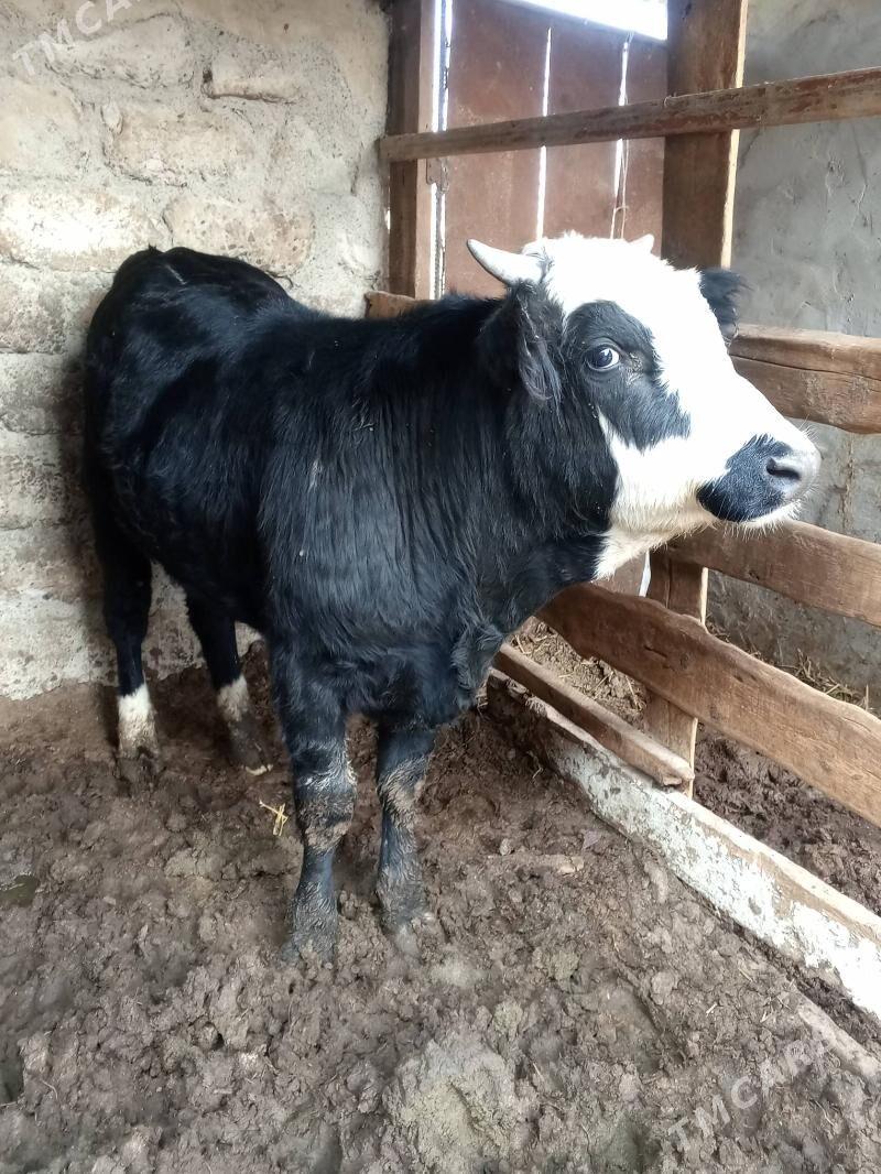 Okuz - Aşgabat - img 3