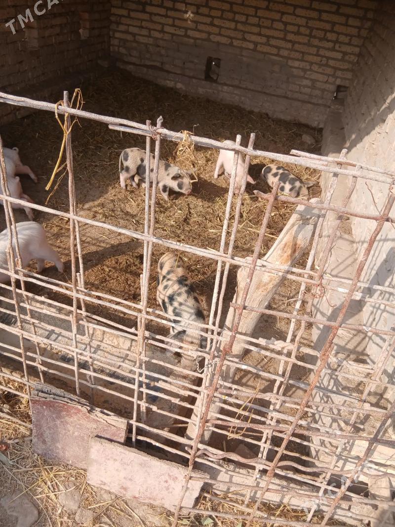 donuz - Ходжамбаз - img 3