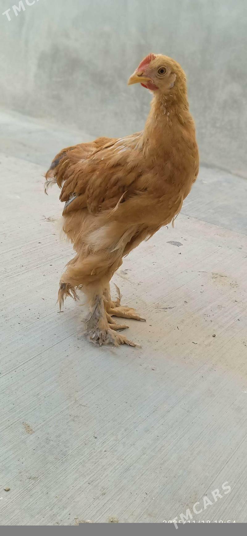 Brama limon - Балканабат - img 2