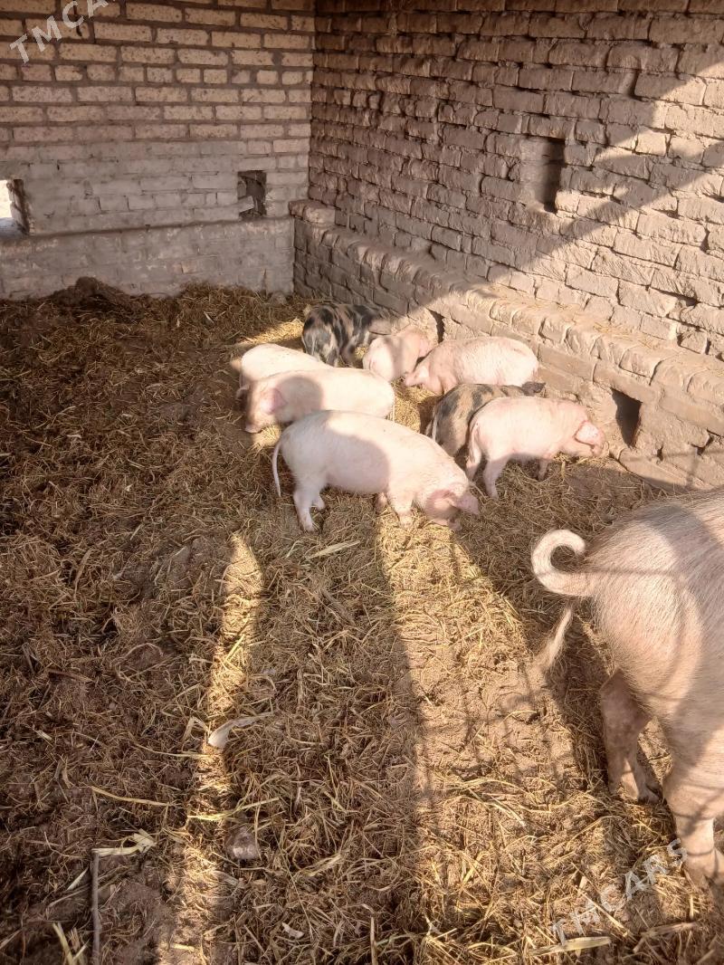 donuz - Ходжамбаз - img 4