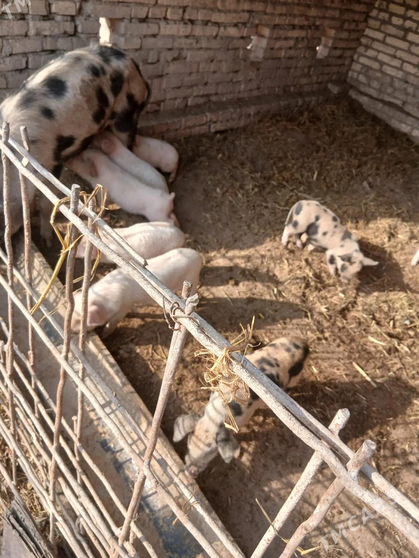 donuz - Ходжамбаз - img 2