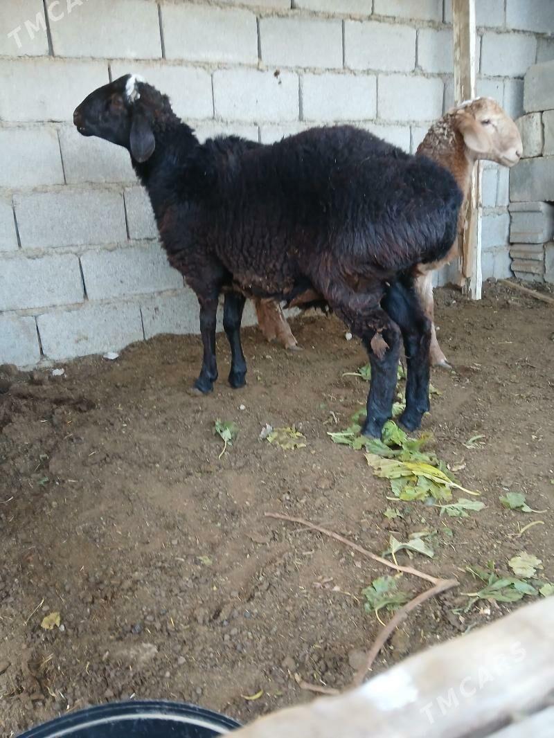 goyun - Köşi - img 3