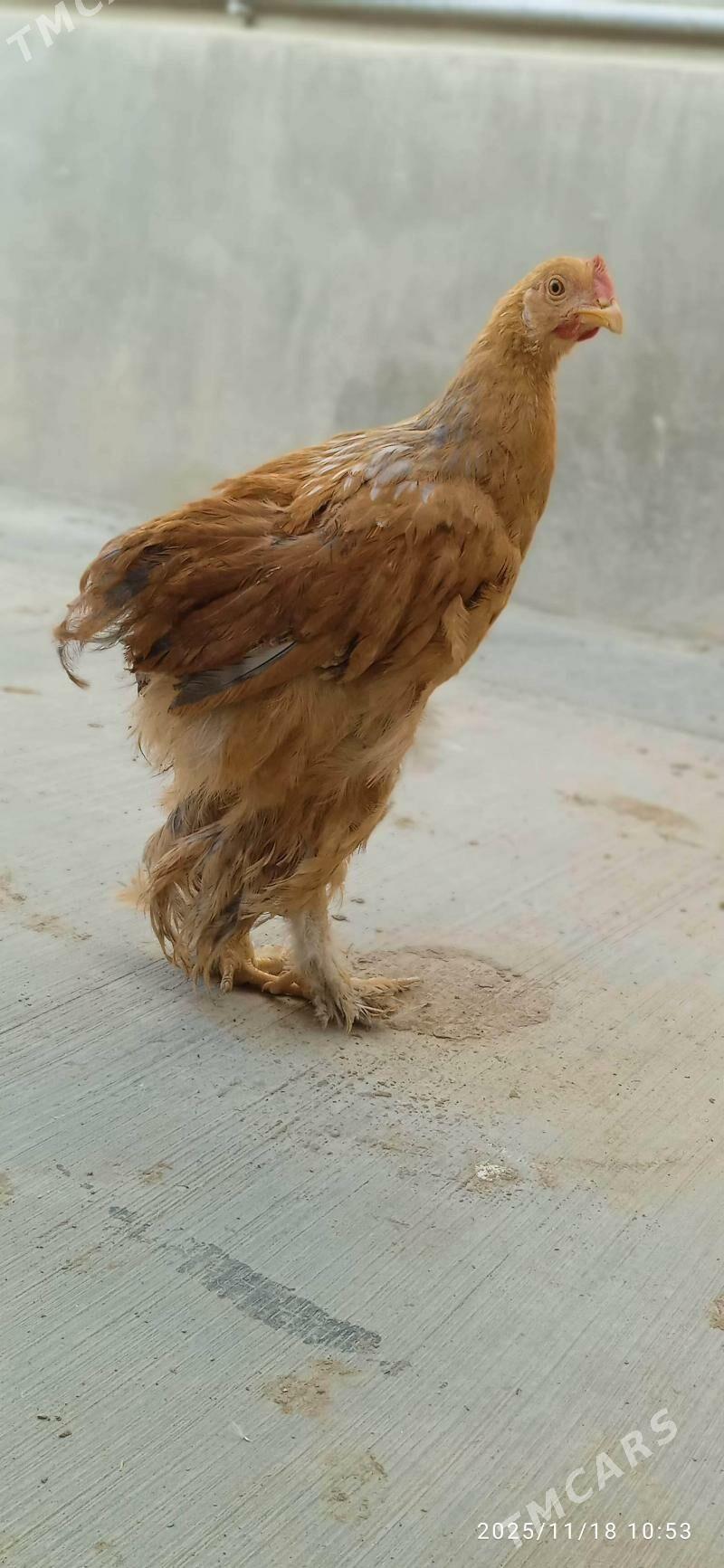 Brama limon - Балканабат - img 1