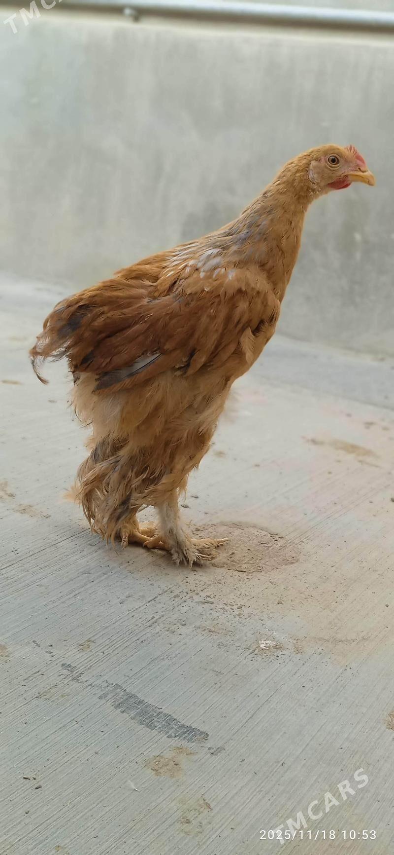 Brama limon - Балканабат - img 3