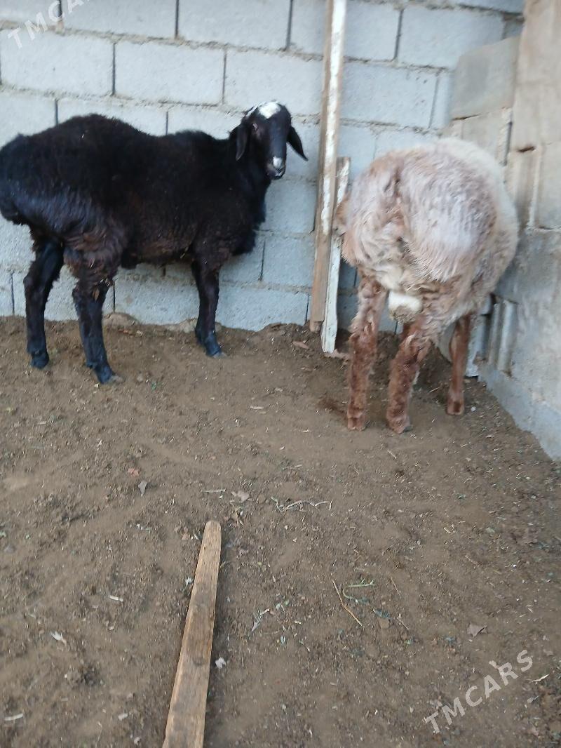 goyun - Köşi - img 2