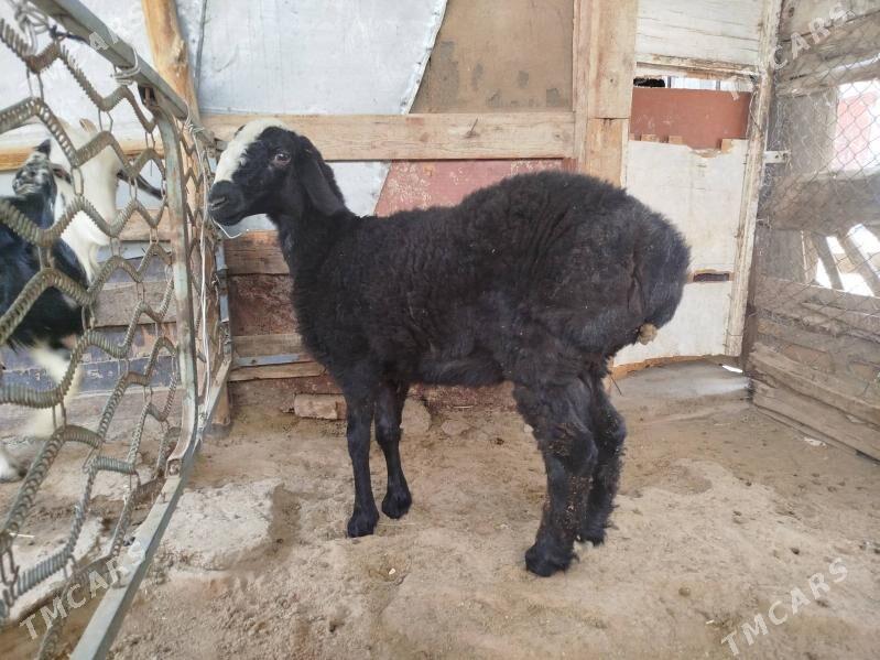 tokly - Анев - img 3