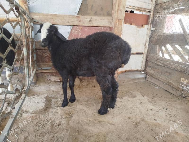 tokly - Анев - img 2