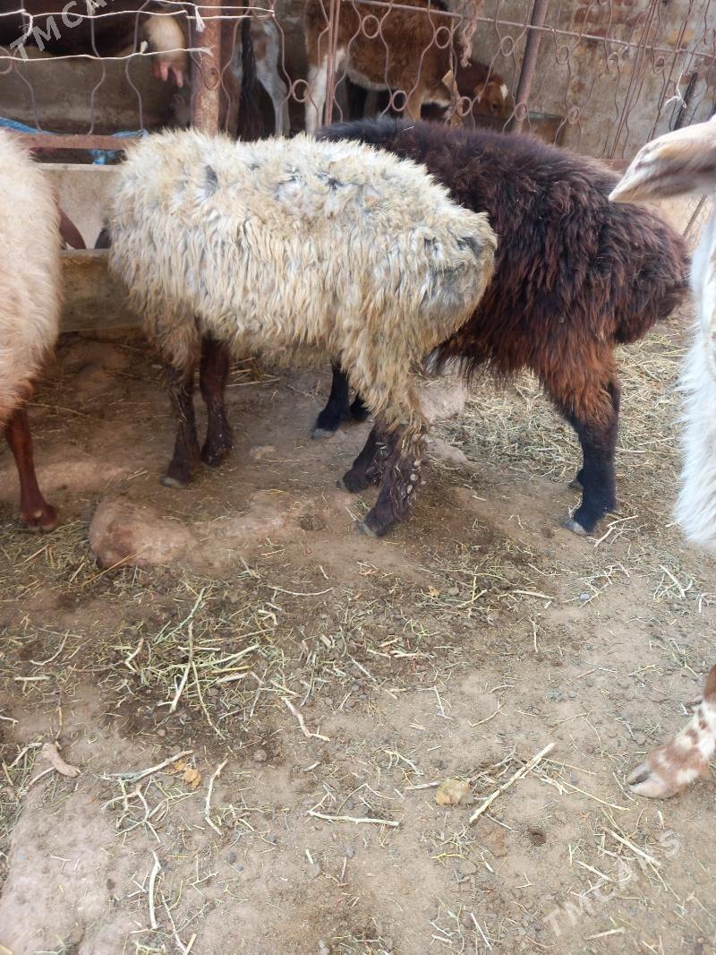 Goyun Tokly - Гызыларбат - img 2