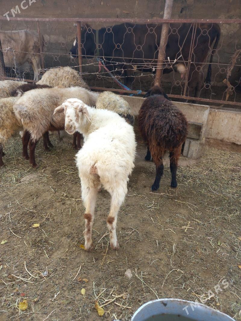 Goyun Tokly - Гызыларбат - img 3