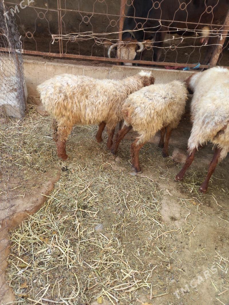 Goyun Tokly - Гызыларбат - img 4