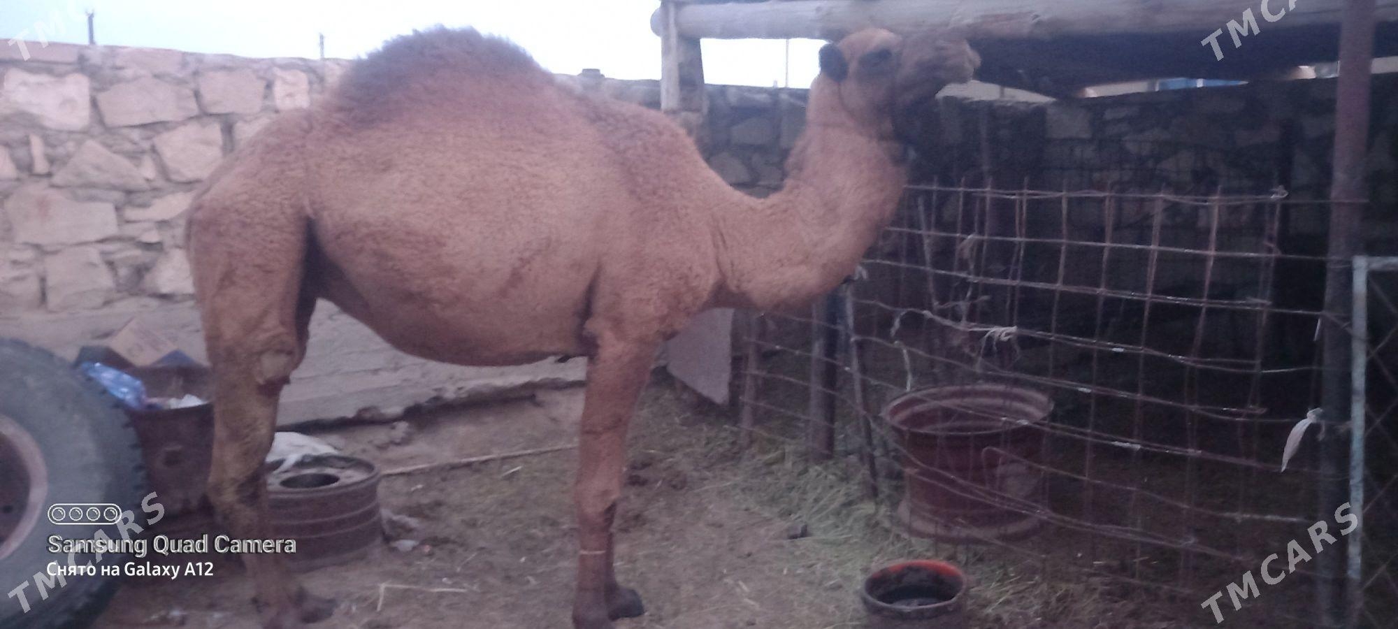 gysyr duye - Гумдаг - img 2