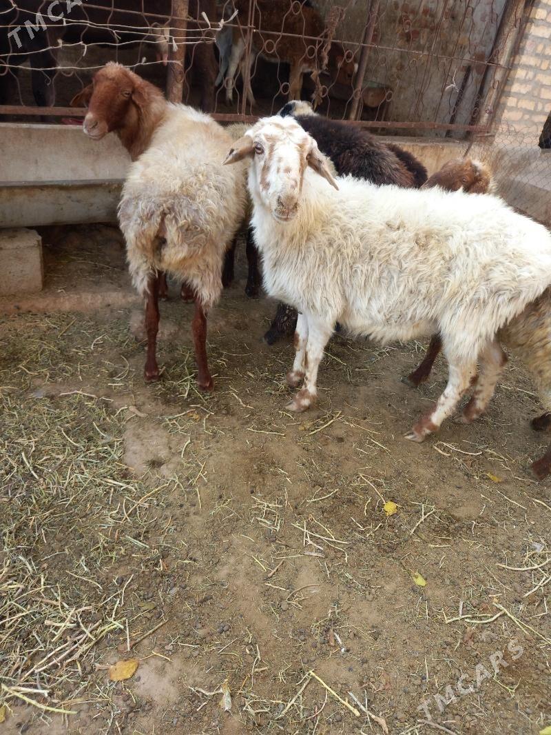 Goyun Tokly - Гызыларбат - img 5