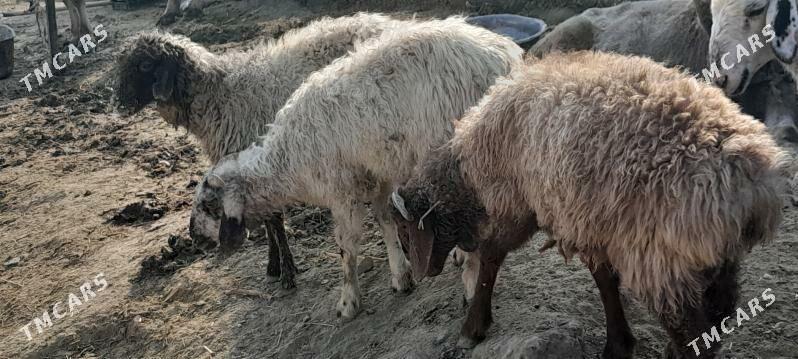 Tokly - Gökdepe - img 2