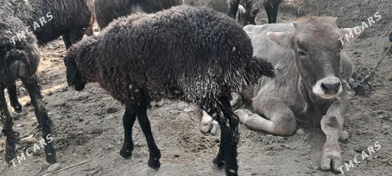 Tokly - Gökdepe - img 3