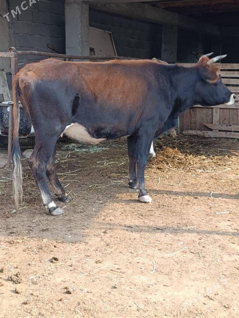 sygyr - Gökdepe - img 2