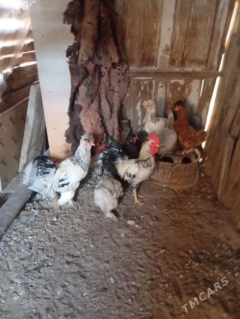 lahmaty tawuk we horaz - Балканабат - img 2