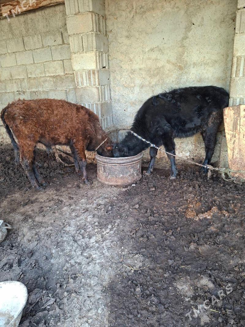 okuz tuwe - Garadamak Şor - img 1