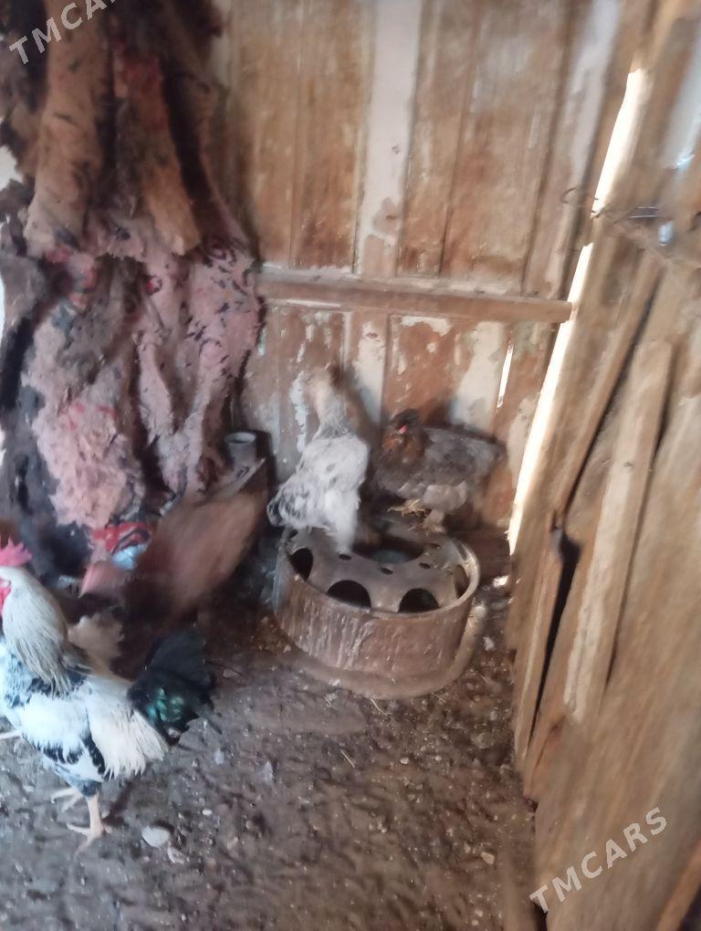 lahmaty tawuk we horaz - Балканабат - img 3