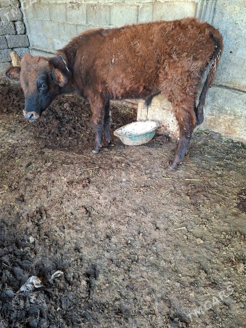 okuz tuwe - Garadamak Şor - img 3