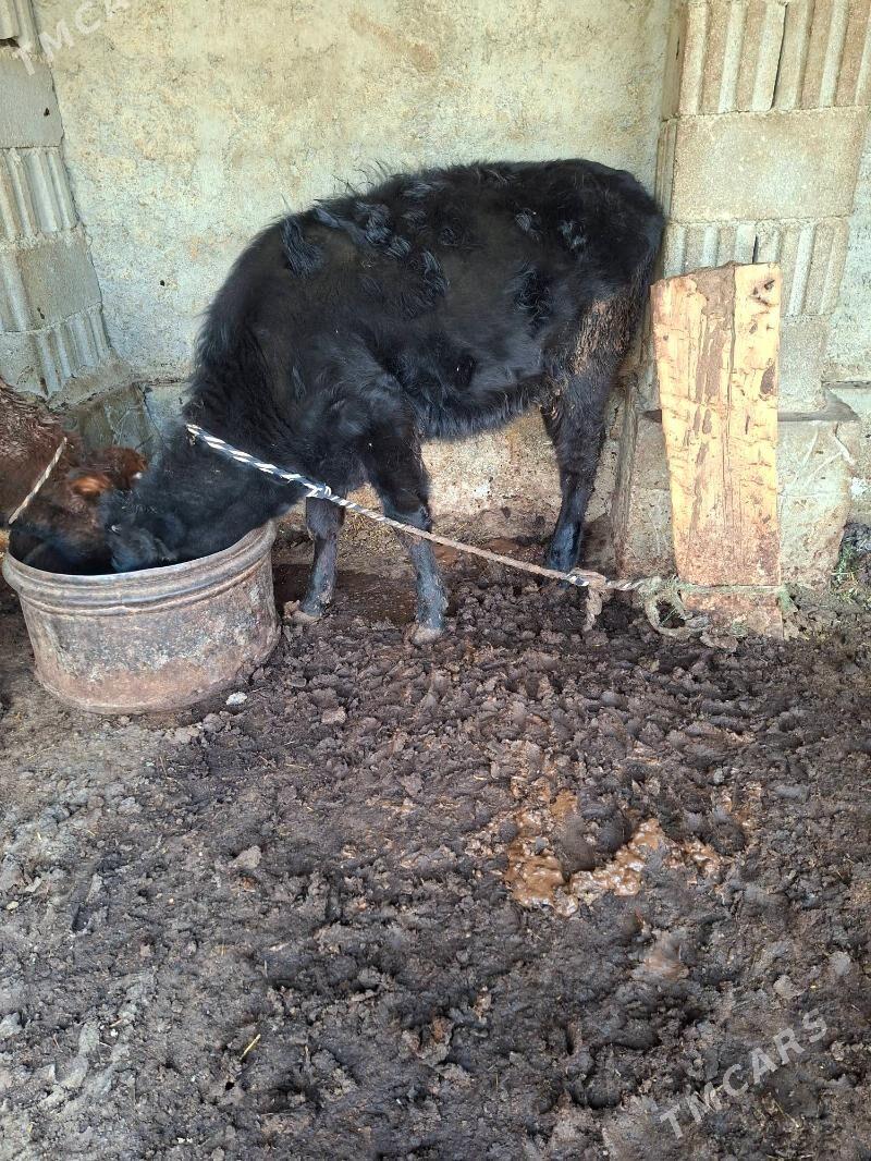 okuz tuwe - Garadamak Şor - img 2