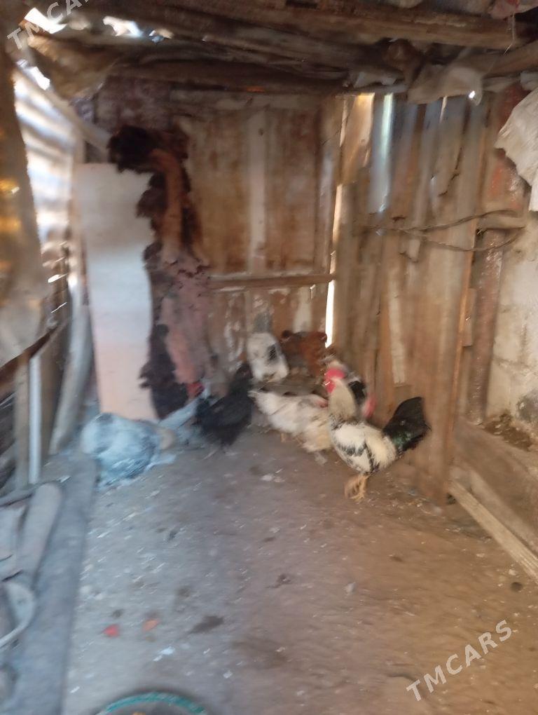 lahmaty tawuk we horaz - Балканабат - img 4