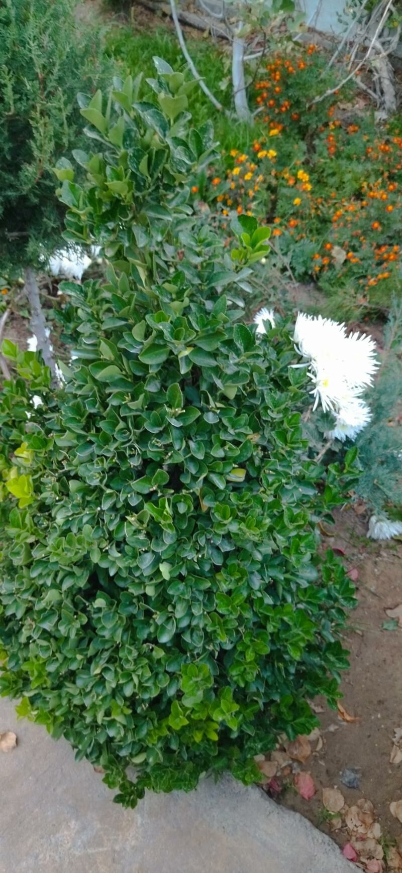 Beresklet - Тязе заман - img 4