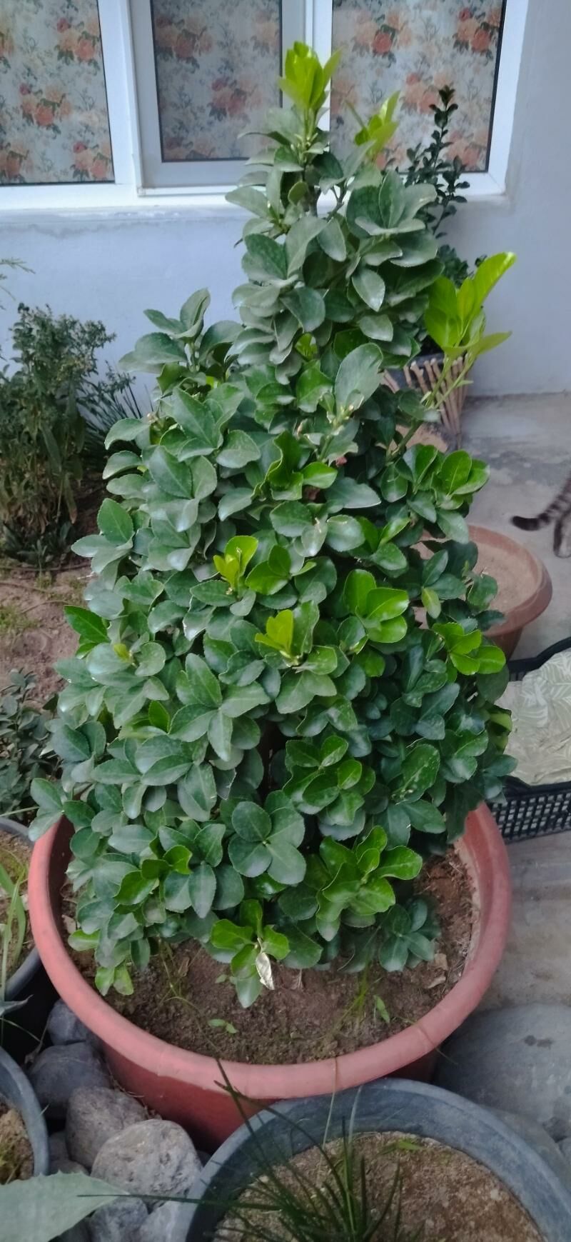 Beresklet - Тязе заман - img 3