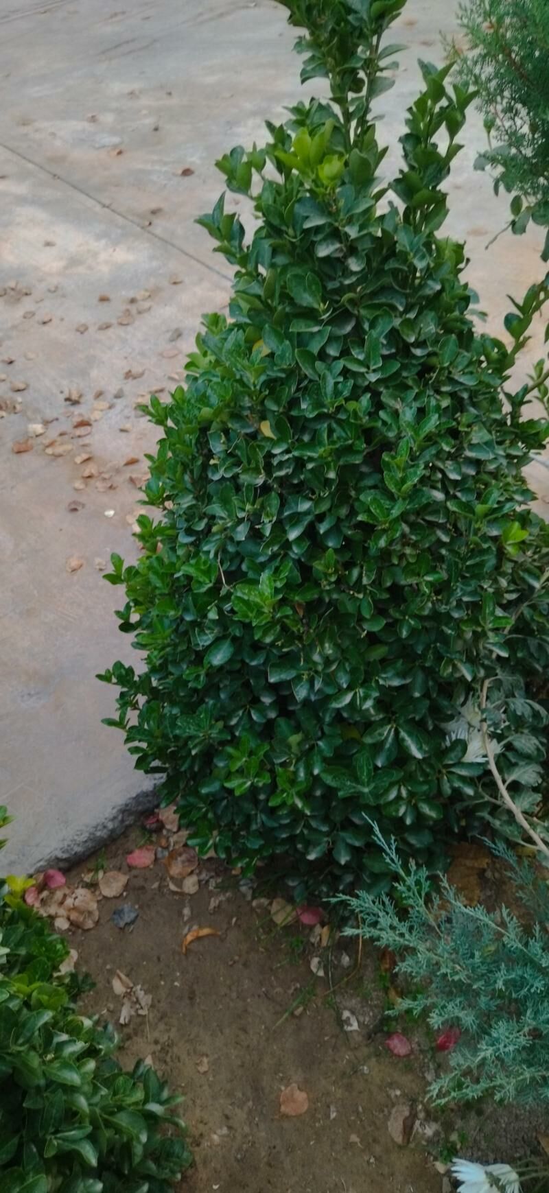 Beresklet - Тязе заман - img 2