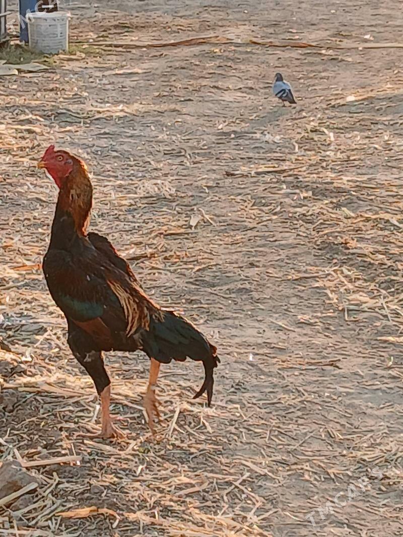 tasken horaz - Кипджак - img 2