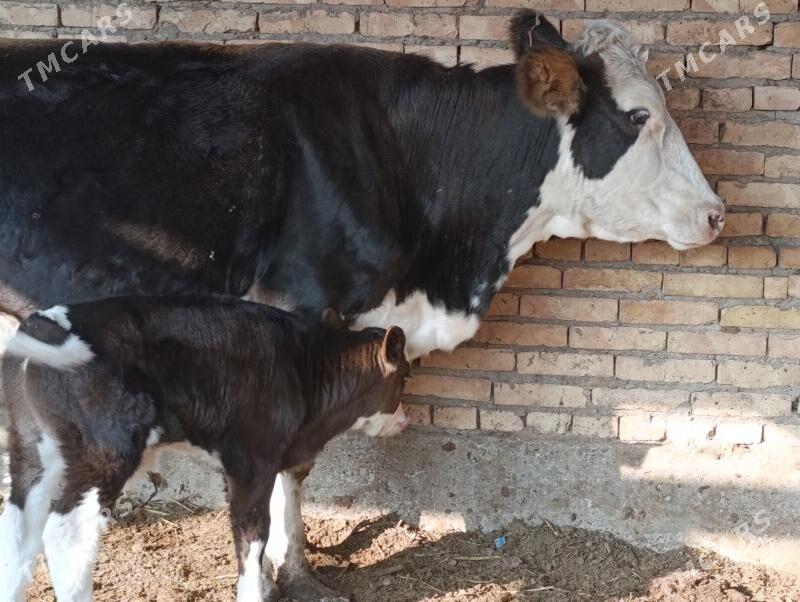 Саглык - Туркменабат - img 9