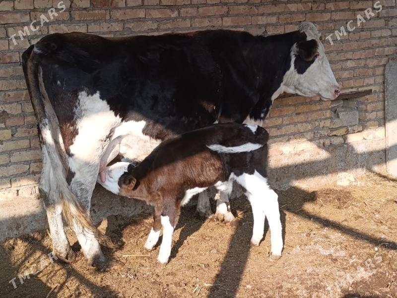 Саглык - Туркменабат - img 3