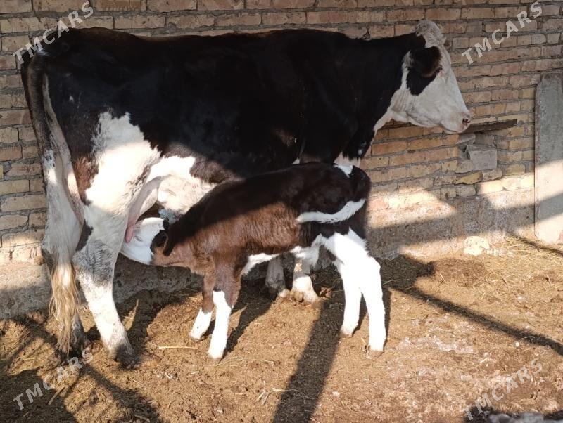 Саглык - Туркменабат - img 7