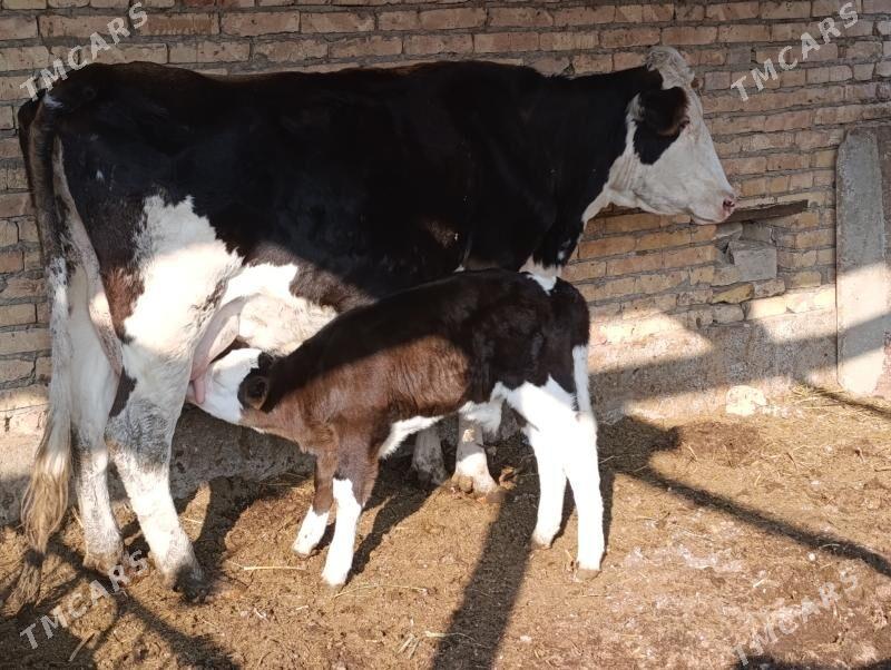 Саглык - Туркменабат - img 2