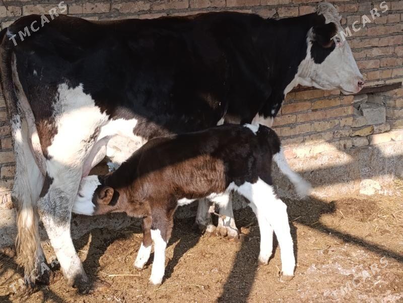 Саглык - Туркменабат - img 1